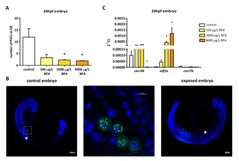 (A) Number of primordial germ cells (PGCs) observed in the genital... | Download Scientific Diagram