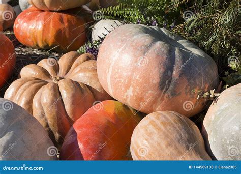 Autumn Harvest Of Yellow Gray And Orange Gourds Stock Photo Image Of