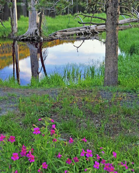 Flowers-WIld Flowers-Mountian Pond-Yellowstone National Park Photograph ...