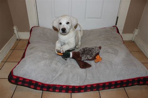 White Labrador Puppy needs a new home, Born April 21 AKC Registe