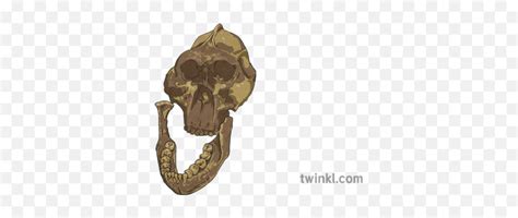 Paranthropus Boisei Skull Fossil Illustration - Twinkl Bone Png,Fossil ...