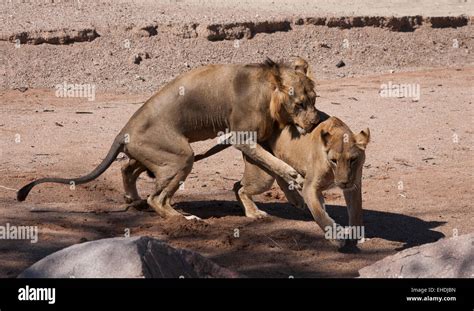 Mating lions in a dry riverbed Stock Photo - Alamy