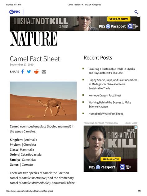 Camel Fact Sheet Blog Nature Pbs Pdf Camel Organisms