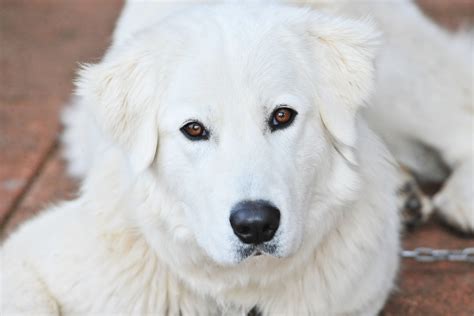 Euroa Off-Leash Dog Park Closure Notice - Strathbogie Shire