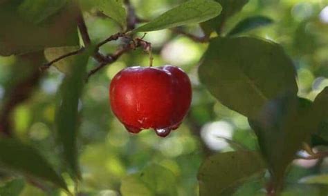 Cachorro pode tomar suco de acerola sim ou não Revista Meu Pet