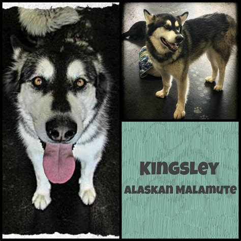 Breed Awareness: Alaskan Malamute – Fetchers Play and Stay