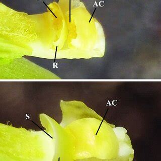 Vanilla planifolia flower and the pollination mechanism. Top -intact ...