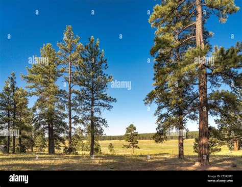 Looking South From Mcgaffey Campground Zuni Mountains Cibola National