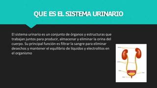 Sistema Urinario Anatom A Y Fisiolog A Del Ser Humano Ppt