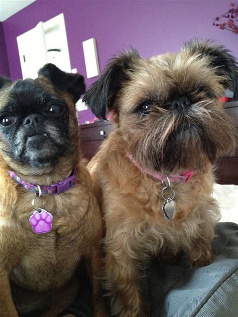 Smooth And Rough Coat Brussels Griffons Our Styled Suburban Life