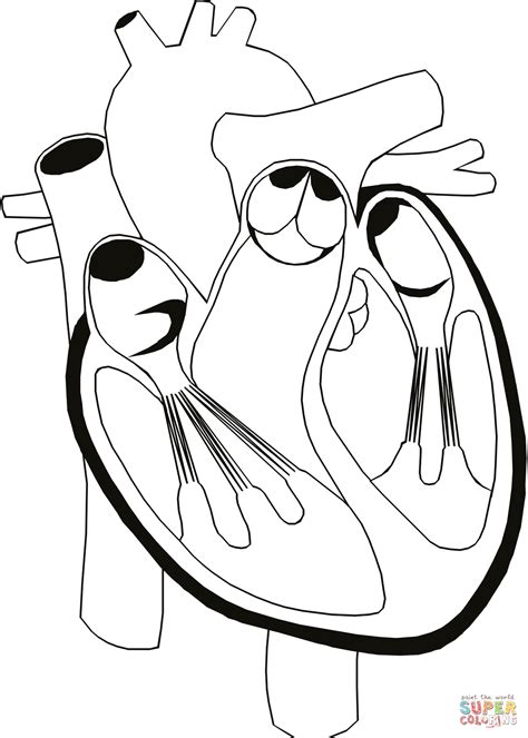 Heart Anatomy Coloring Page Free Printable Coloring Pages