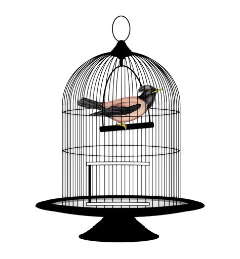 Birdcage Png