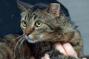 Stray Vs Feral Cats How To Spot The Difference Petplan