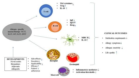 Mechanism of allergen-specific immunotherapy. | Download Scientific Diagram