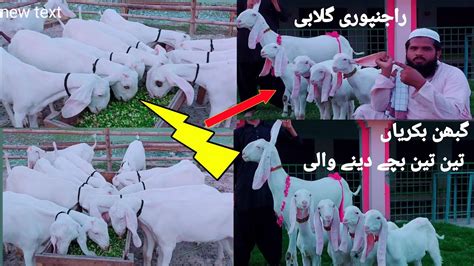 Gulabi Goat Rajanpuri Bakriyan No Praignet Bakriyan