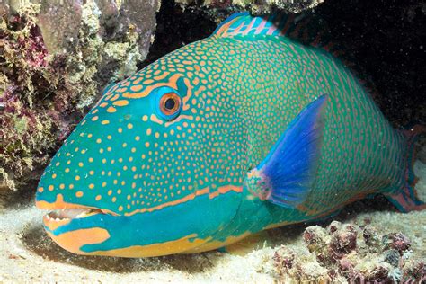 Parrotfish - Fishes World - HD Images & Free Photos