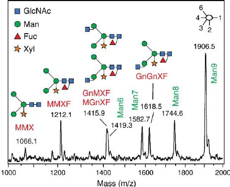 Maldi Tof Ms Spectrum Of N Glycans From Whole Hev B Cartoons For The