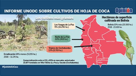 Crecen en 10 los cultivos de coca y la erradicación se frena El País