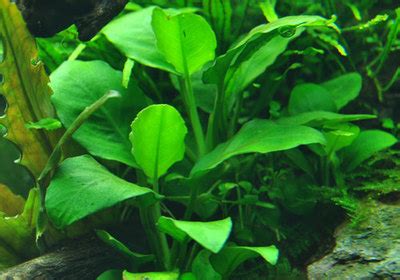 Anubias barteri Nana aquarium plant | AquaTank Rare Aquarium Plants