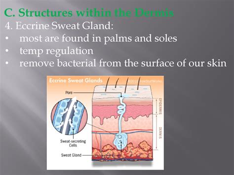 Pg 23 Skin Structures Functions Ppt Download