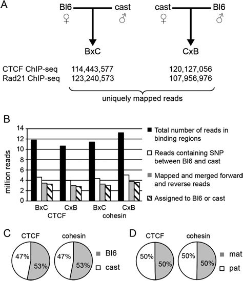 Genome Wide And Parental Allele Specific Analysis Of CTCF And Cohesin