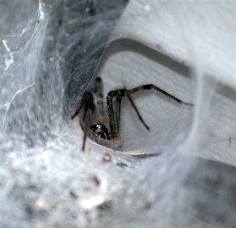 Álbumes 102 Foto Araña Tela De Embudo En México El último