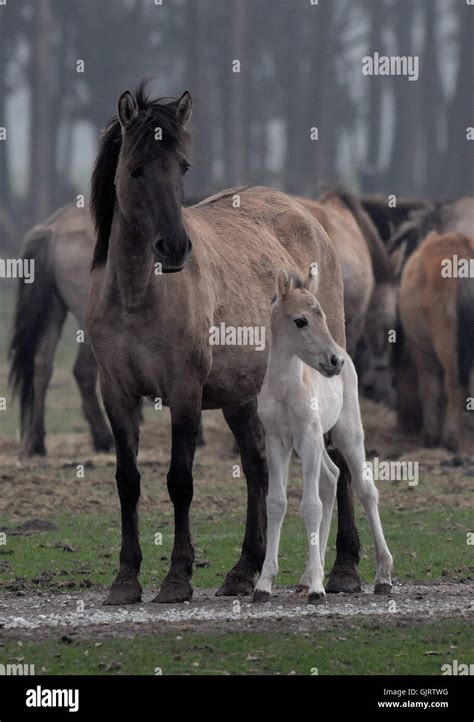foal  mare stock photo alamy