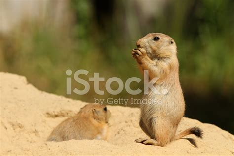 Baby Prairie Dog Standing Upright And Eating Stock Photo | Royalty-Free | FreeImages