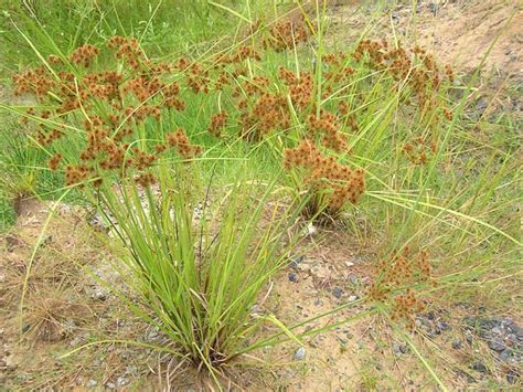 Vietnam Plants Cây Cỏ Việt Nam Cyperaceae Họ Lác Họ Cói Phần 1