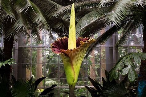 Titan arum | Description, Size, Flower, Smell, Life Cycle, & Facts | Britannica