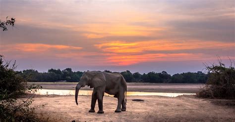 Free stock photo of elephant, sunset