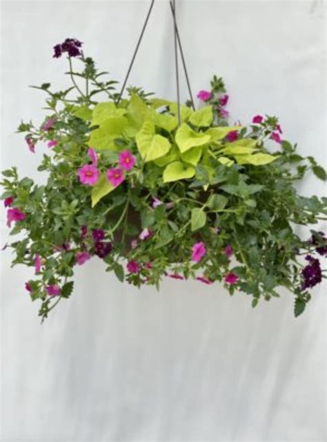 Hanging Basket With Mixed Floral Plants For Sun