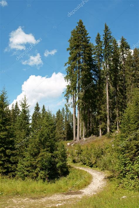 Hiking trail in the forest Stock Photo by ©citylights 5769066