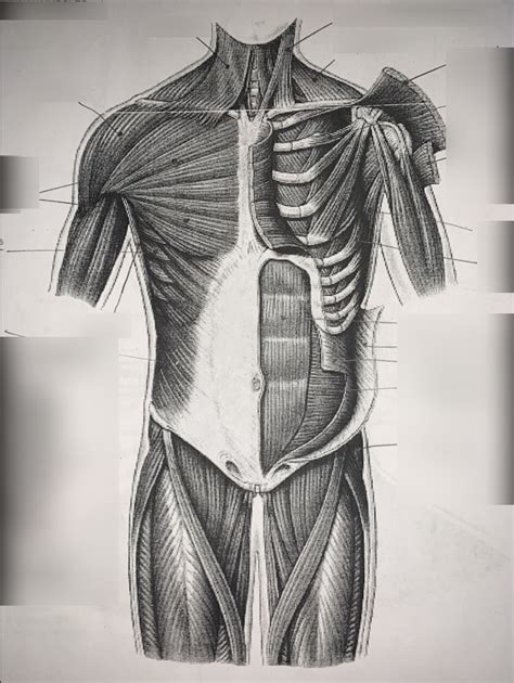 Torso Anterior Muscles Pt Diagram Quizlet