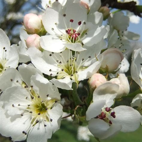 Pear Blossom Springtime Kew The Royal Botanical Garden Flickr