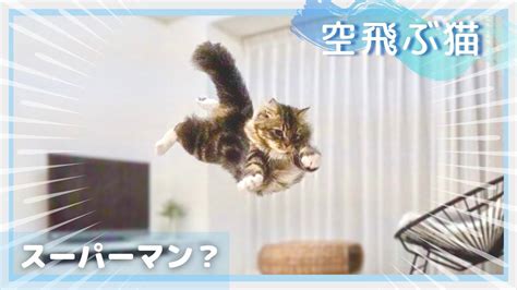 【祝1万】話題の空飛ぶ猫めるちょがこちらです Youtube