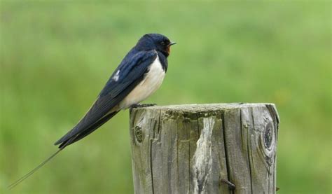 Barn Swallow: Description, Habitat, & Fun Facts