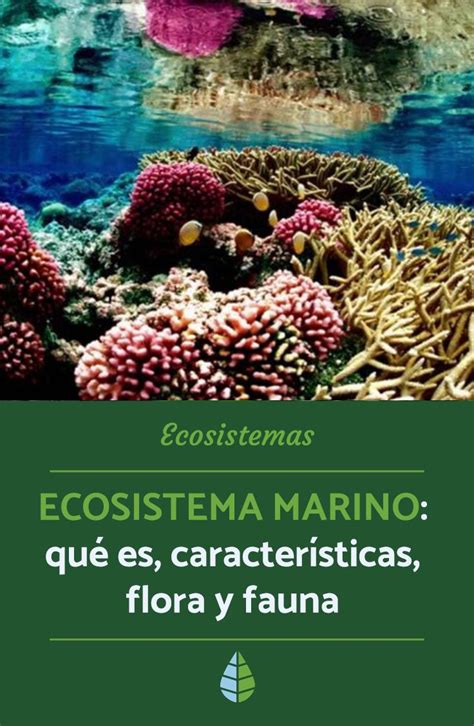 ECOSISTEMA MARINO Qué es Características Flora y Fauna Ecosistema