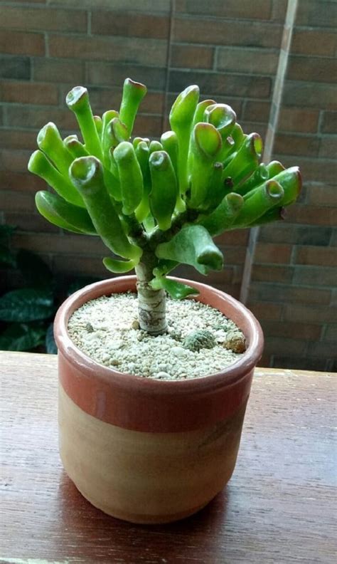 Caracter Sticas E Cultivo Da Suculenta Orelha De Shrek Crassula Gollum