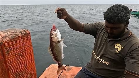 Catching Blacktip Trevally Giant Trevally Rosy Snapper In The Sea