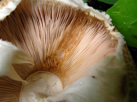 Macro Mushroom Gills Free Stock Photo - Public Domain Pictures