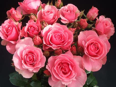 Ramo De Rosas Rosadas Rose Images Rose Pictures Rose Photos Buy