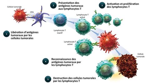 les cellules du systeme immunitaire biologie