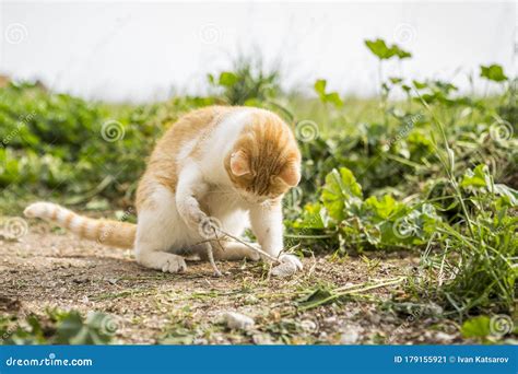 Cat Playing Outside On The Grass In The Yard Stock Image Image Of