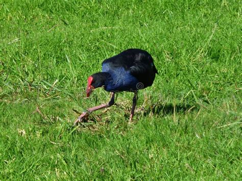 Pukeko Bird Stock Image Image Of Bird Cute Swamphen 36128971