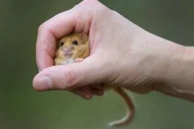 Chester Zoo uncovers the secrets of the Hazel dormouse | The Animal Facts