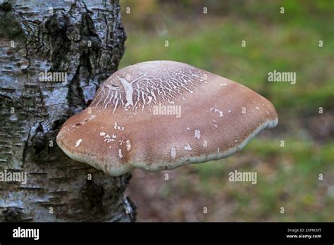 Birch Polypore Bracket Fungus Piptoperus Betulinus On Silver Birch