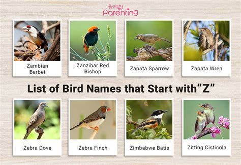 List Of Birds That Start With Z Pictures And Facts