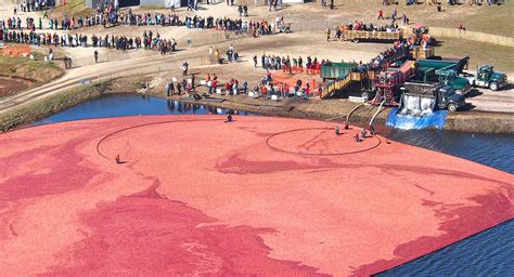 check    annual cranberry harvest festival