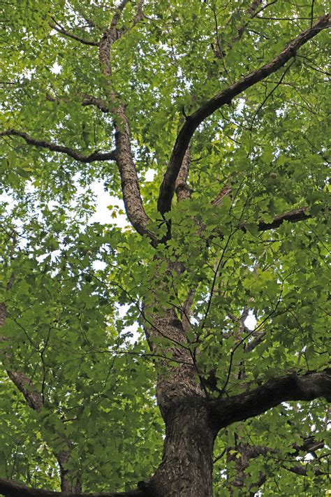 White Oak Trees In My North Carolina Forest Southern Native Trees